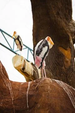 A bird with a large beak sits on a tree Stock Photos