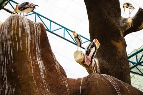 A bird with a large beak sits on a tree Stock-Fotos