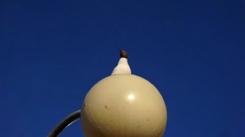 Bird on a large round ball.1920X1080 Full Hd. Stock Footage 137600997