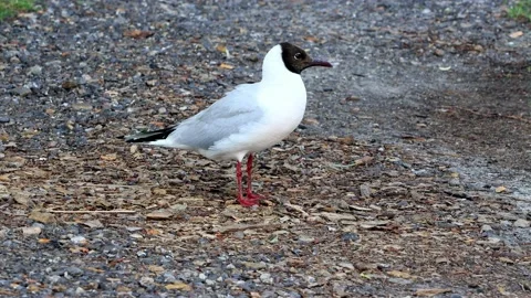 Bird Laughing Gull close up Stock Footage 218663555