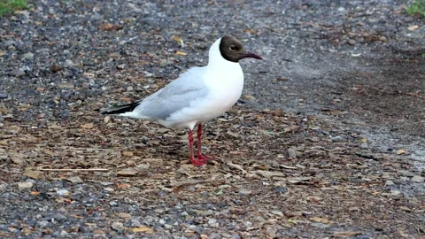 Bird Laughing Gull close up Stock Footage 218779090