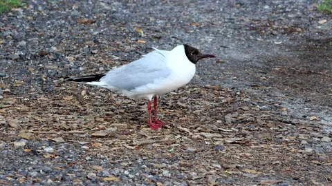 Bird Laughing Gull close up Stock Footage 221504180