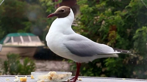 Bird Laughing Gull eats bread close up Stock Footage 231042953