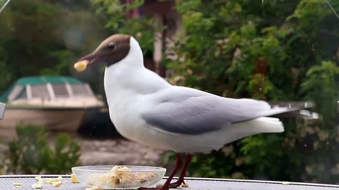 Bird Laughing Gull eats bread close up Stock Footage 241919582