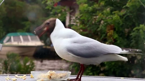 Bird Laughing Gull eats bread close up Stock Footage 244262489