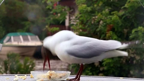 Bird Laughing Gull eats bread close up Stock Footage 244262648