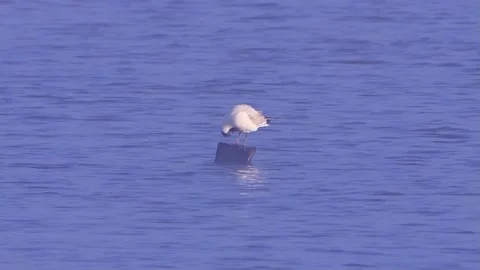 Bird Laughing Gull in water Stock Footage 201641092