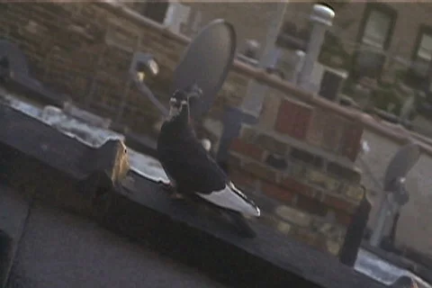 Bird Launch on Angle Video stock 721198