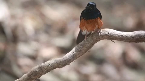 Bird launching off from tree Video stock 303492200