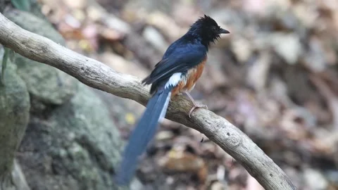 Bird launching off from tree Stock Footage 303492203