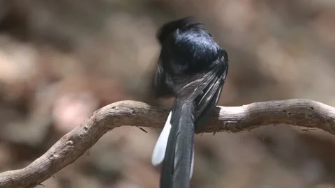 Bird launching off from tree Stock Footage 303492208