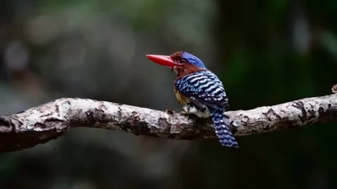 ,bird launching,bird resting on tree Video stock 255359462