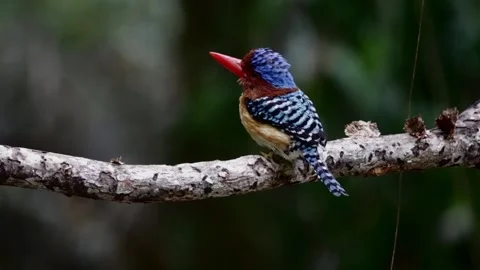 Bird launching,bird resting on tree Video stock 255359466
