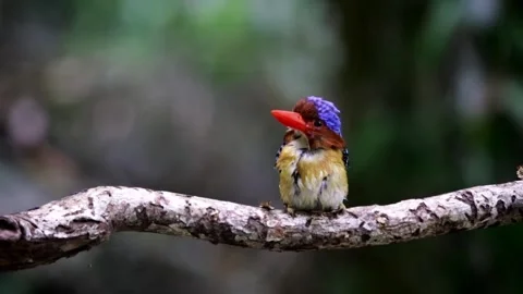 ,bird launching,bird resting on tree, Stock Footage 255359467