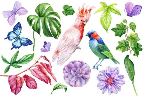 Bird, leaf, flower, succulent and butterfly, watercolor botanical painting Stock Illustration