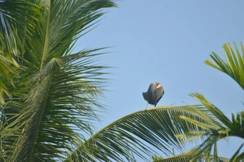 Bird on leaf Stock Photos