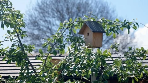 Bird Leaps Home Stock Footage 118323469