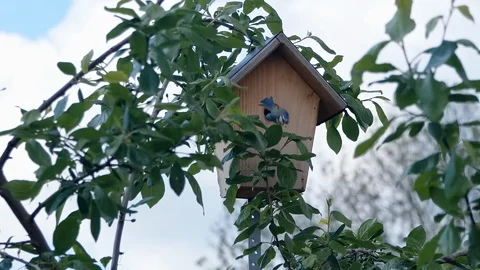 Bird leaps from house Stock Footage 118316084