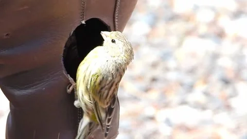 Bird on leather boots Stock Footage 204029123
