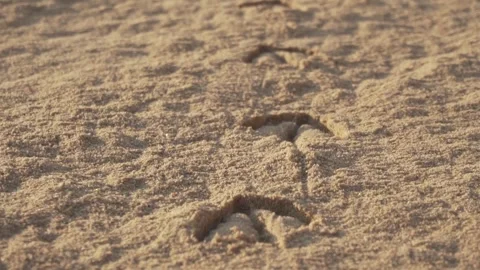 Bird leaving footprints while walking on sand Video stock 289473258