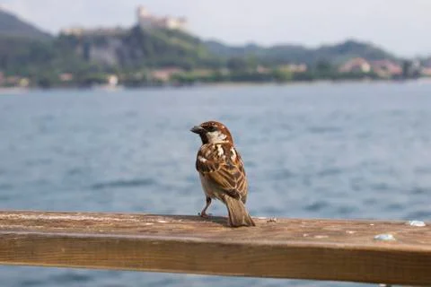 Bird on a ledge Foto stock