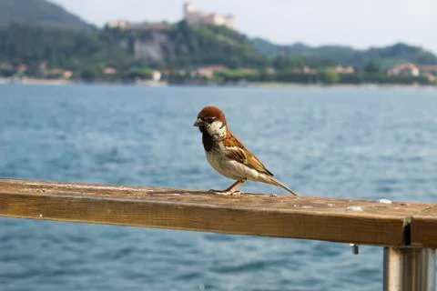 Bird on a ledge Foto stock