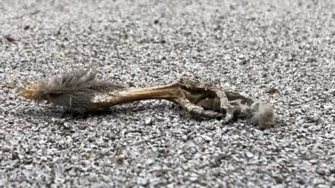 Bird Leg on Rooftop Stock Footage 113981808