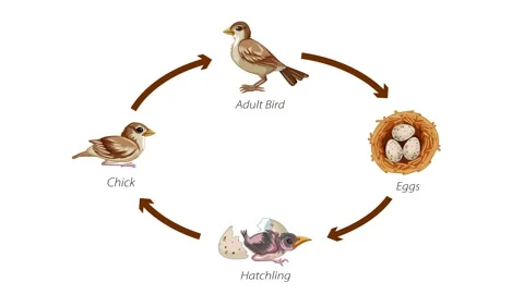 Bird Life Cycle Diagram Animation | Stock Video | Pond5