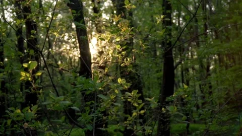 Bird life in the forest 動画素材 214219300