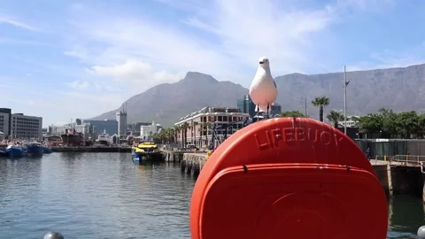 Bird on a lifebuoy Video stock 152623254