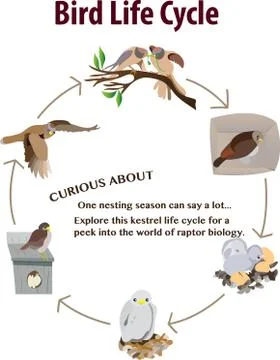Bird LifeCycle Stock Illustration