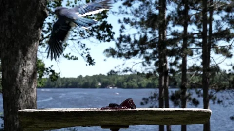 Bird lifting off on a windy day. Video stock 148677014