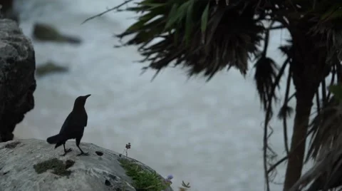 Bird lifts off on a cliff Stock Footage 62850107