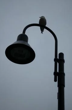 Bird Light Stock Photos