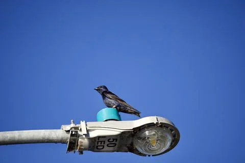 Bird on the light-post on a blue sky background 写真素材