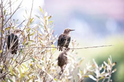 Bird on a Limb Stock-Fotos