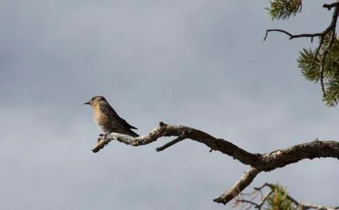 Bird on Limb Stock Photos
