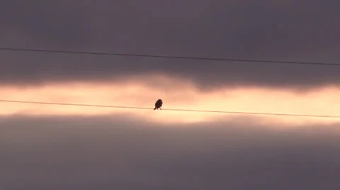 Bird on the line.mp4 Vídeo Stock 26612045