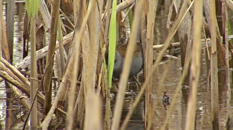 Bird Little crake finding and hunting insects walking on reeds in the water 스톡 동영상 45275408