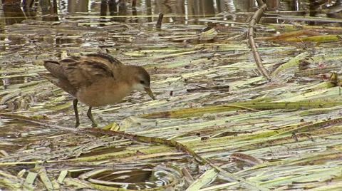 Bird Little crake finding and hunting insects walking on reeds in the water 스톡 동영상 45275856