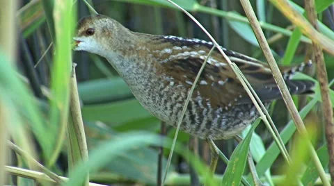 Bird Little crake finding and hunting insects walking on reeds in the water Stockbeeldmateriaal 45275897