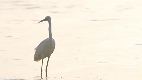Bird Little Egret Standing in Calm Golden Water. Stock Footage 314319982