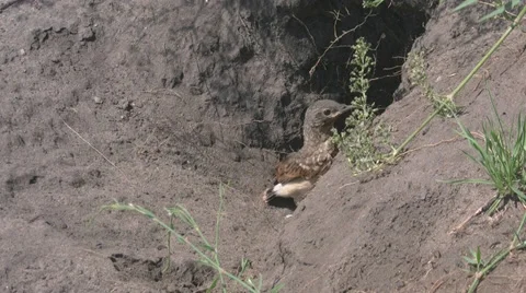Bird that lives in a hole Stock Footage 32629027
