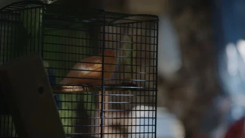 Bird living inside a cage Vídeo Stock 89342848