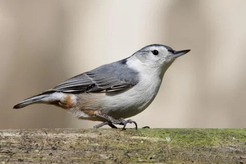 Bird on a log Stock Photos