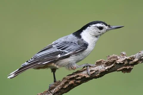 Bird on a log Stock Photos