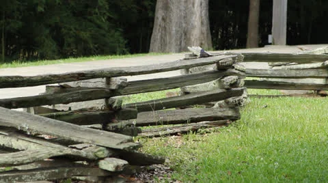 Bird on logs takes off Video stock 25841676