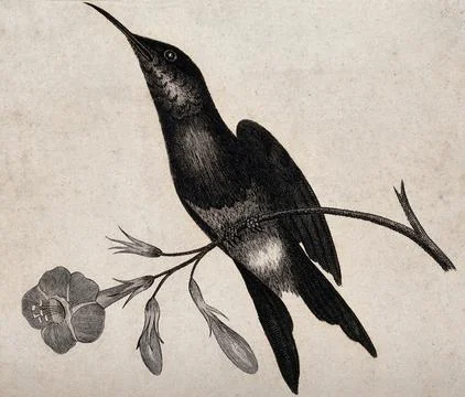 A bird with a long and pointed beak is sitting on the stem of a flower. Etc.. Ilustración de archivo