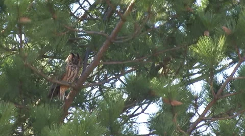 Bird Long-eared Owl (Asio otus) landed on a pine tree in the forest Stock Footage 43881046