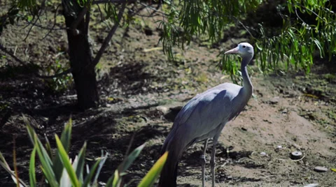 Bird with long legs Stock Footage 32481374